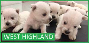 West Highland Cachorros en Venta