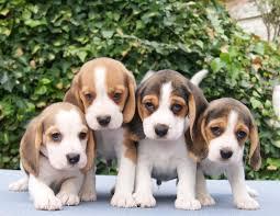 beagle cachorritos