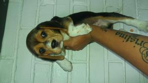 beagle tricolores puros en venta