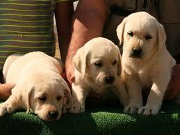 cachorritos de labrador dorado