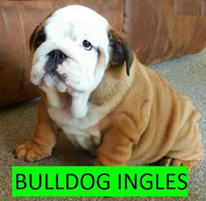 cachorros de alta pureza en venta!!!!!bulldog ingless*