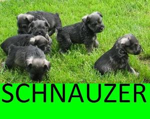 cachorros en venta son de raza schnawzer