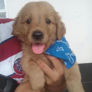 golden retriever, mini toy, tacitas de te, yorkshire, lobos