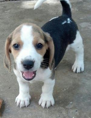 hermosa Beagle