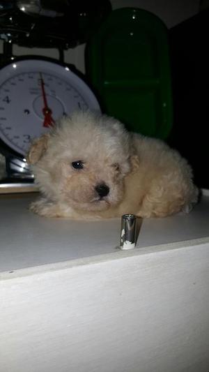 mini toy, french poodle minitoy tacitas, pincher,