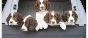 tiernos springer