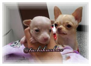 un chihuahua para mama!!!