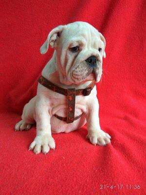 vendo hermosa cachorra bulldog ingles