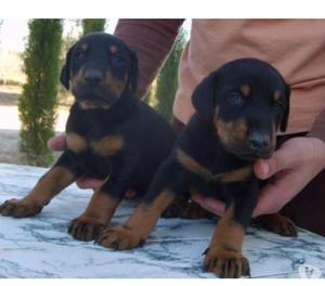 Puppydog Ofrece Cachorros Hermosos Dobermann