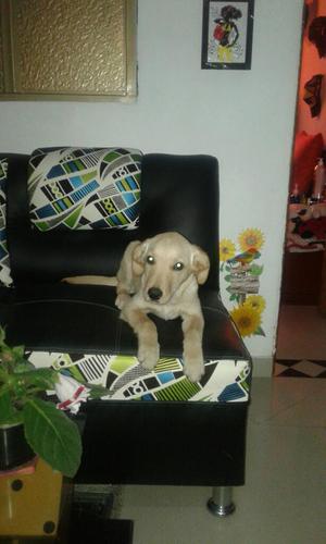 Adopcion Golden Retriver