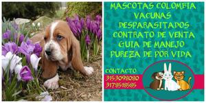 BELLOS Y ADORABLES CACHORROS BASET HOUND