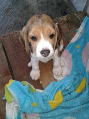 Beagles Tricolor de Criadero Caninino