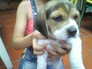 Beagles Tricolor de Criadero Certificado