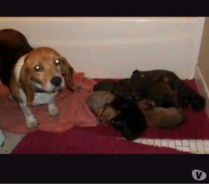 Beagles bebés en adopción hembras portal 80