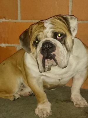 Bulldog Ingles para Monta