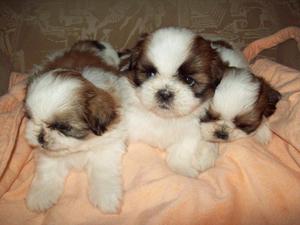 CACHORROS SHIH TZU TRICOLOR GARANTIZADOS EN VENTA