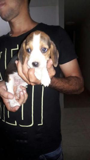 Cachorra Beagle 1 Mes de Nacida