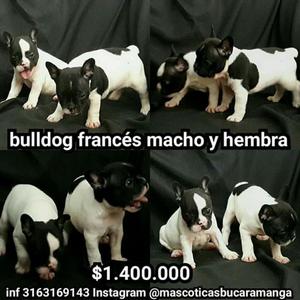 Cachorritos de Pp Barranquilla