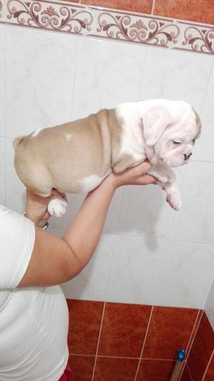 Cachorro Bulldog Inglés