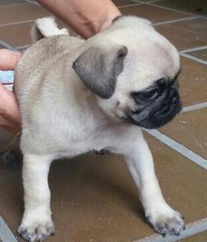 Cachorro Raza Pug