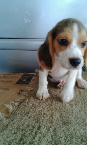 Cachorros Beagles de Criadero Certificad