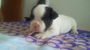 Cachorros Bulldog Frances