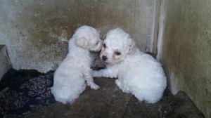 Cachorros French Poodle