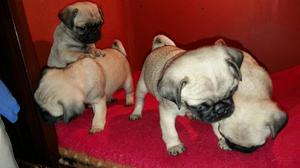 Cachorros Pug