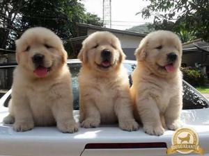 Cachorros de Golden Retriver
