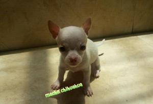 Chihuahua for sale expectacular!!!!
