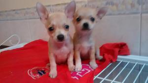 Disponible Machos Chihuahua