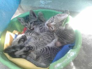 Gatos para Adopcion