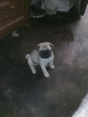 Hemosos Pug