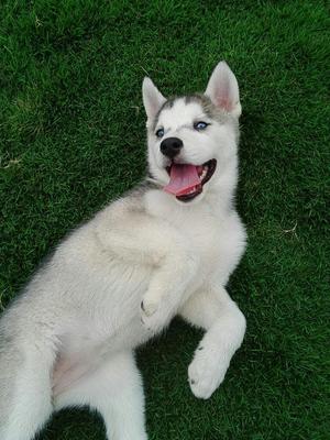 Hermosa Cachorra Hosky Siberiana