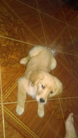 Hermosa Golden Retriver Tres Mesesitos