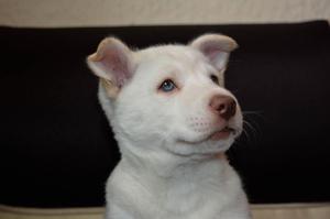 Hermosa Husky Siberiana de ojos azules