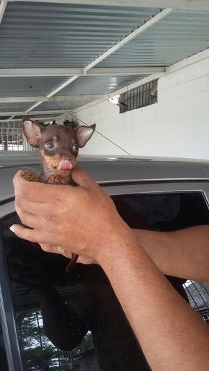 Hermosa Pincher Chihuahua