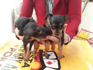 Hermosas Perritas Pincher Miniatura