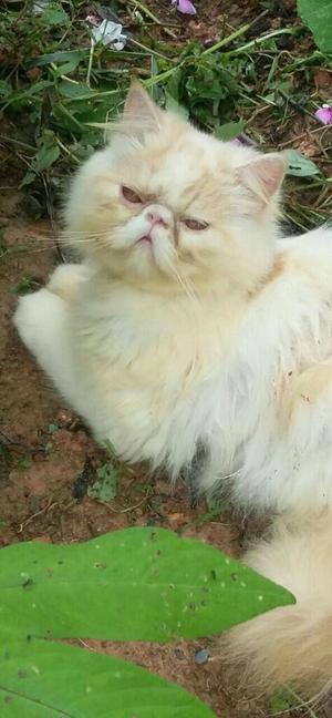 Hermoso Gato Persa