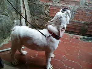 Hermoso Perro Ala Venta Negociable