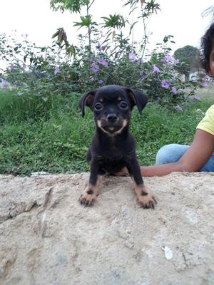 Hermosos Pincher de 2 Meses