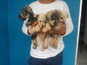 Hermosos Schnauzer Todos Los Colores