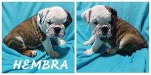 Hermosos cachorros bulldog ingles