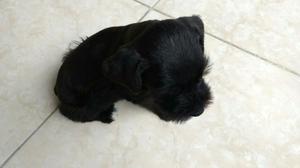 Ideal Mascota Schnauzer Negro