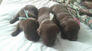 Labrador Retreaver Chocolates