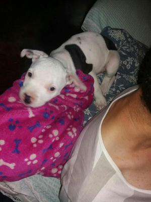 Linda Cachorrita Pitbull