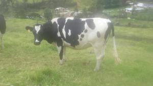 Novilla Holstein Preñada de Gyr