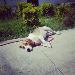 Perrita Beagle en Adopcion