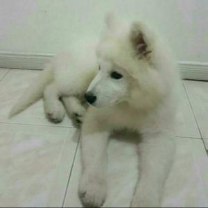 Perrito Samoyedo