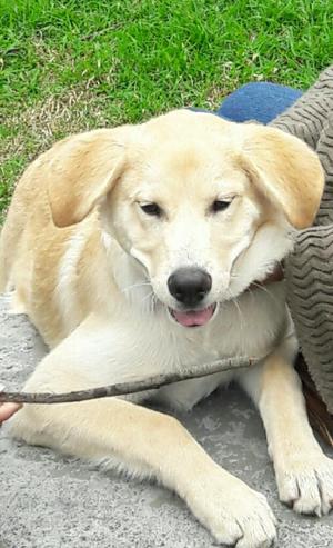 Perrito para Adoptar de 4 Meses. Goldie